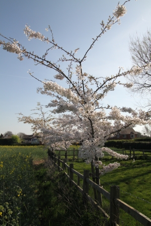 Spring Blossom