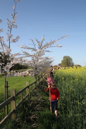 Blossom on Palm Sunday