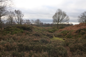 Typical Cheshire Heathland