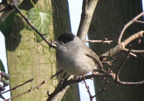 Blackcap