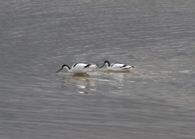 Avocets