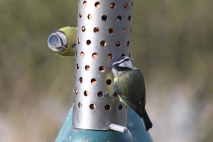 Blue Tits