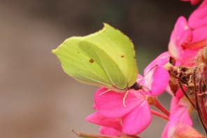 Brimstone