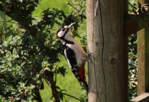 Green Spotted Woodpecker