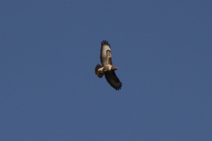 Buzzard