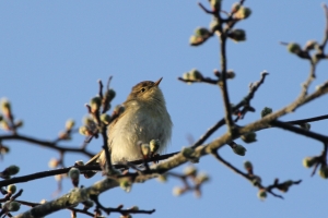 Chiff Chaff