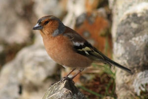 Chaffinch