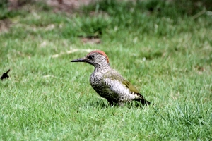 Green Woodpecker