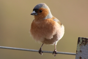 Chaffinch