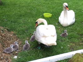 Christleton Swan 2016 Cygnets