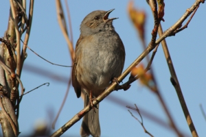 Dunnock