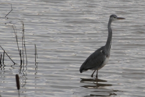 Grey Heron