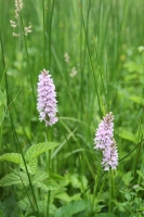 Common Spotted Orchids