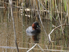 Dabchick