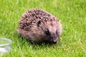 Hedgehog