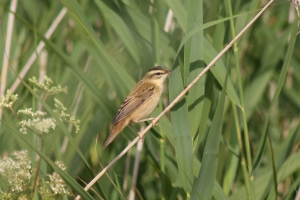 Sedge Warbler