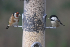 Goldfinch and Coal Tit