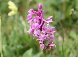 Early Purple Orchid