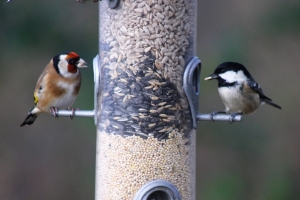 Goldfinch and Coal Tit