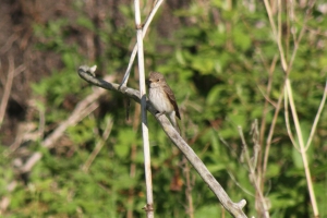 Spotted Flycatcher