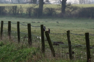 Great Spotted Woodpeckers