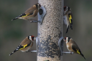 Goldfinches