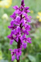 Early Purple Orchid