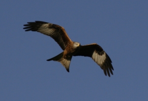 Red Kite