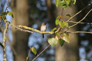 Spotted Flycatcher