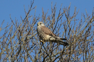 Kestral