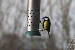 Great Tit