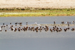 Godwits at Burton Meres