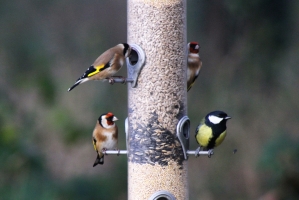 Goldfinches and Great Tit