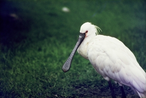 Spoonbill