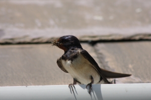 Swallow