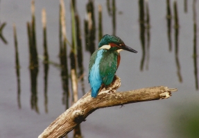 Kingfisher