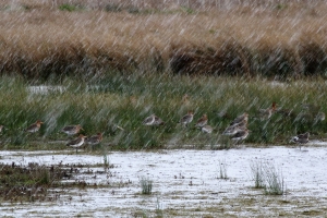 Godwits in Hailstones