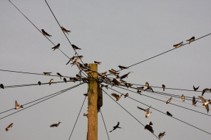 Swallows and Martins