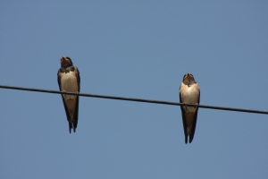 Swallow Family Pair