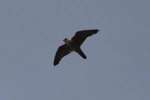 Peregrine Falcon