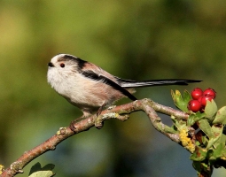 Long-Tailed Tit