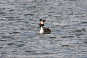 Great Crested Grebe