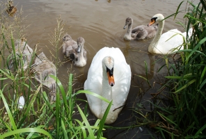 Swans and Cygnets