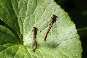 Red Damselflies