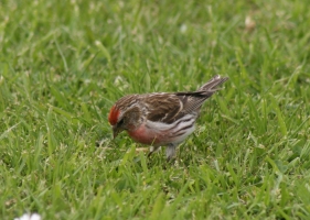 Redpoll