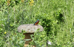 Kingfisher