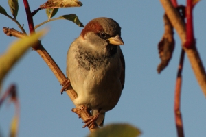 House Sparrow