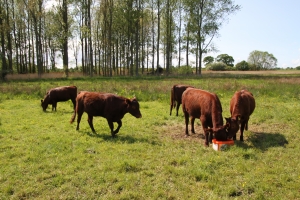 Redpolls