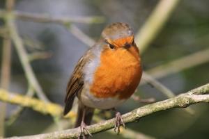 Robin