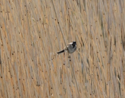 Reed Bunting